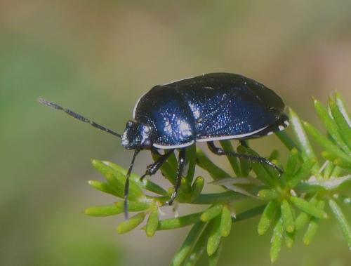 Canthophorus melanopterus